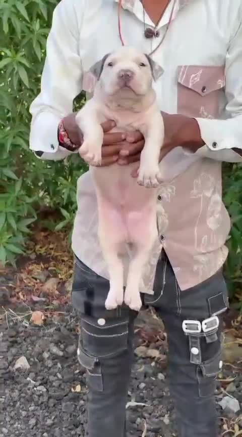 American Bully Pocket Size Puppy, farm video