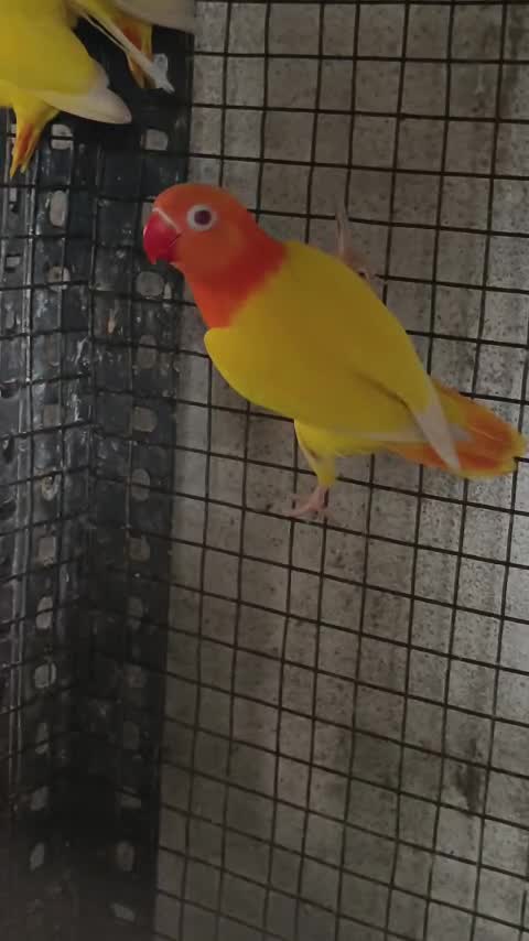 African Love Birds, farm video