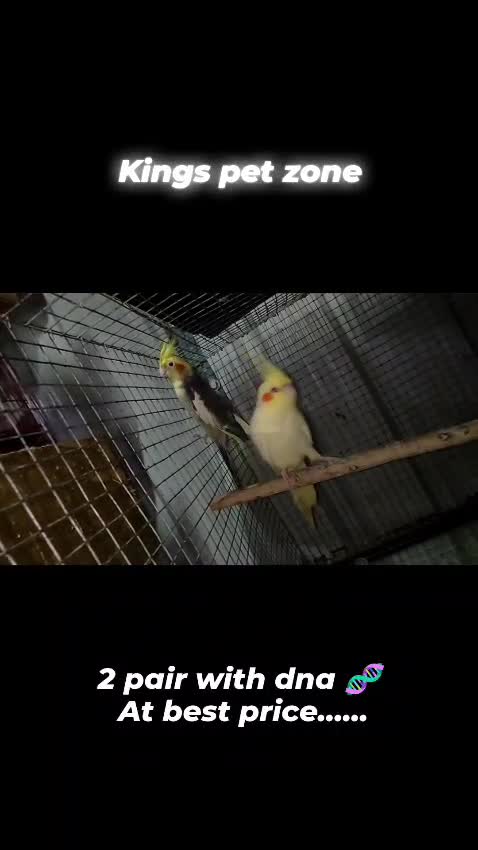 Cockatiel, farm video