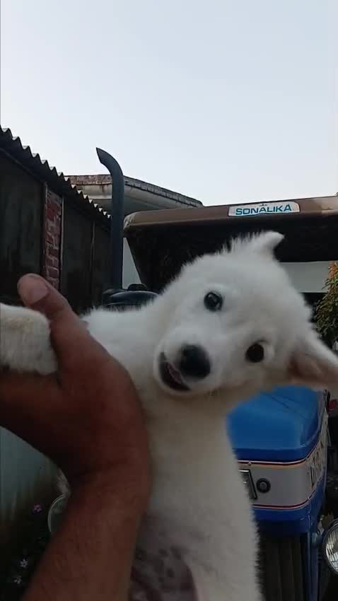 Culture Pom Puppy | White Color, farm video