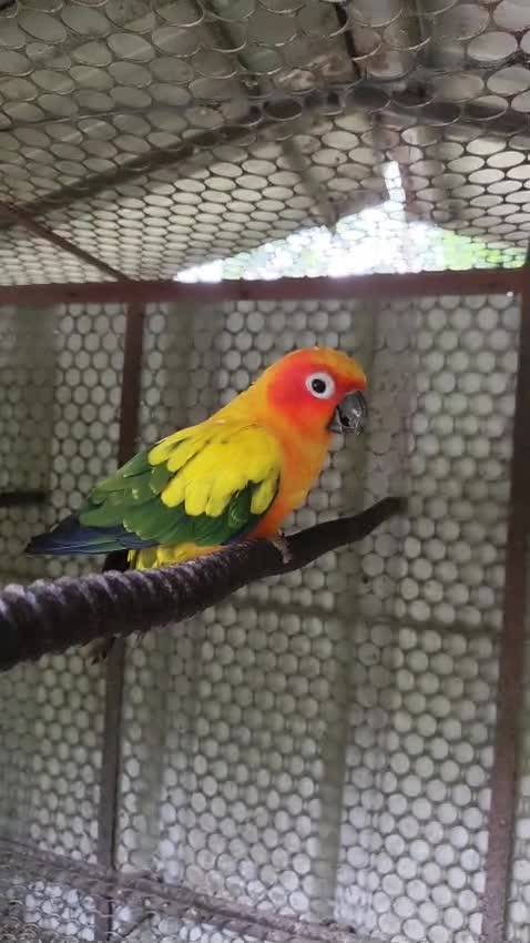 Sun Conure, farm video