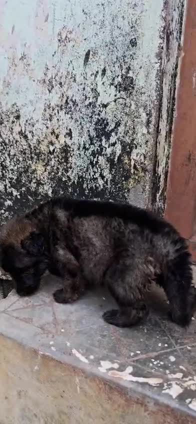 German Shepherd Puppy, farm video