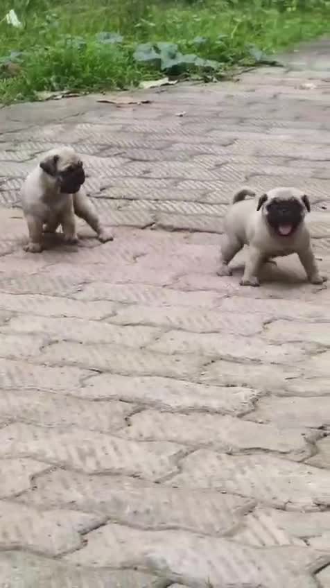 Pug Puppy, farm video