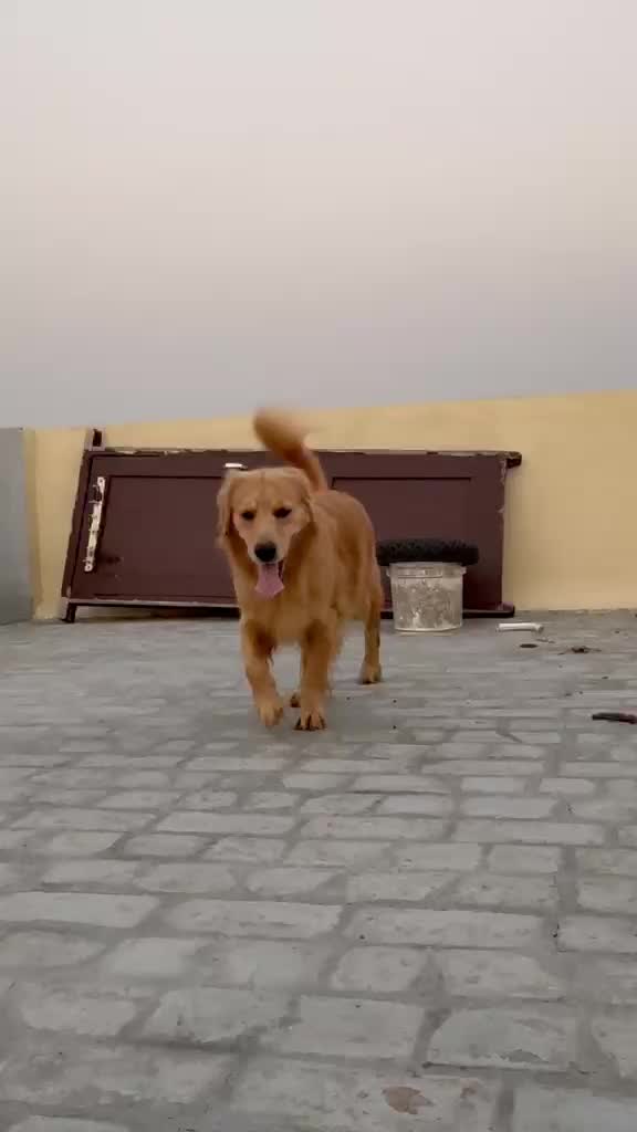 Golden Retriever, farm video