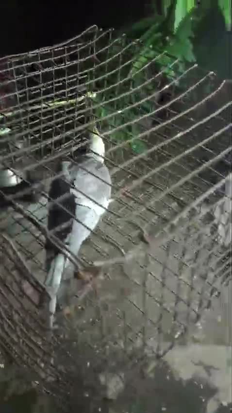 Cockatiel, farm video