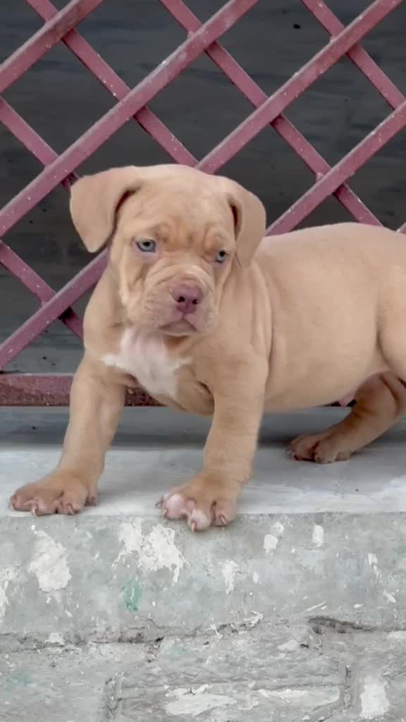 American Bully Pocket Size Puppy, farm video