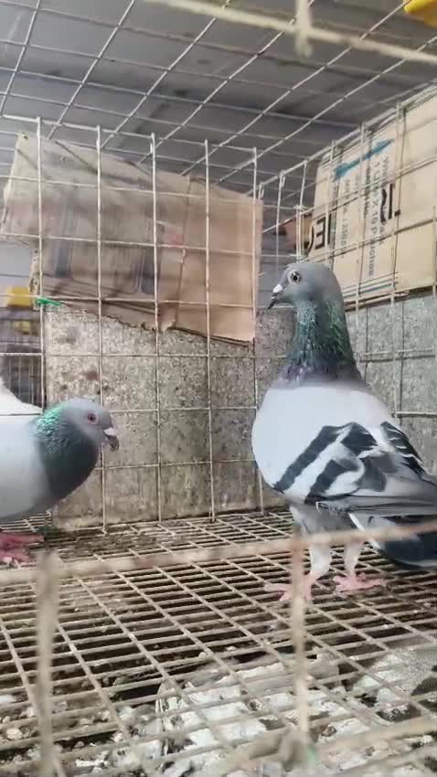 Homer Pigeon, farm video