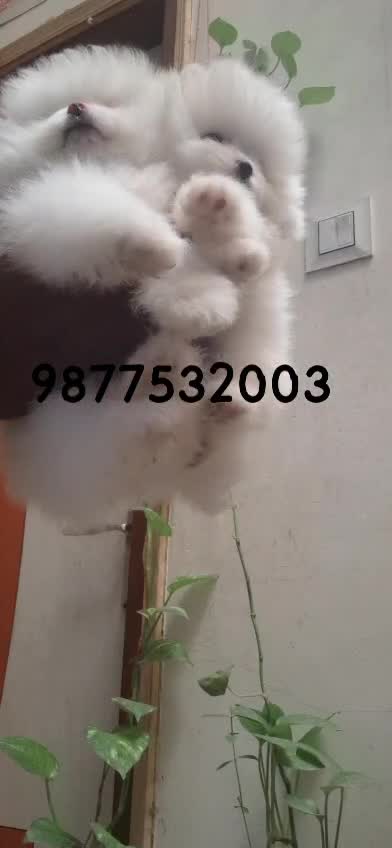 Orignal Toy Pom Puppy | Teacup Pom, farm video