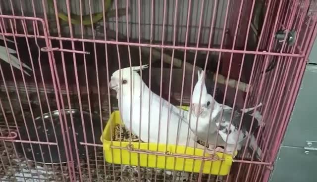 Cockatiel, farm video