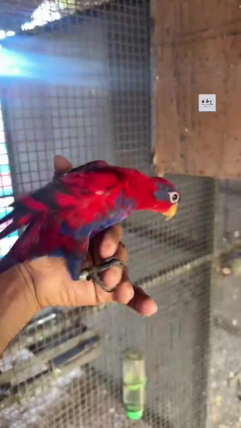 Chattering Lorikeet, farm video