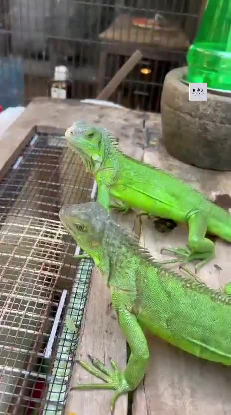 Iguana, farm video
