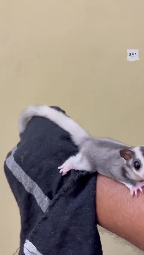 Sugar Glider | White (Lucy), farm video