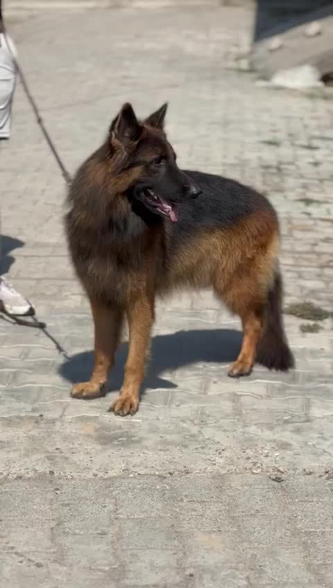 German Shepherd Puppy | Z Black, farm video