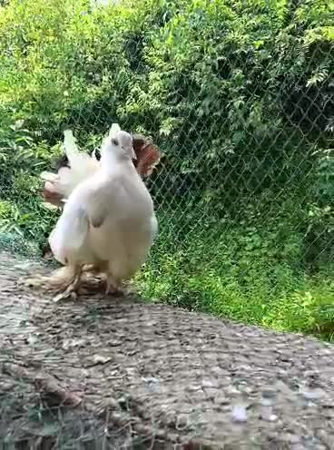 Homer Pigeon, farm video