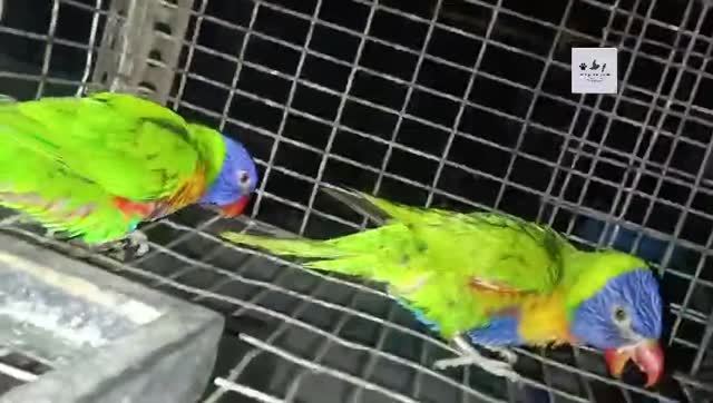 Chattering Lorikeet, farm video
