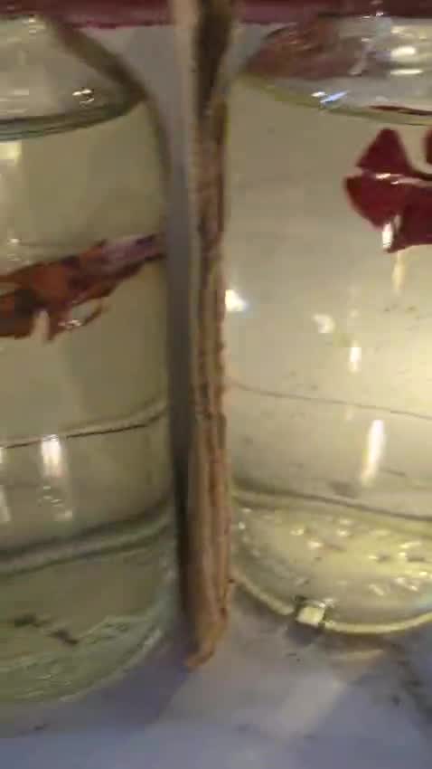 Betta, farm video