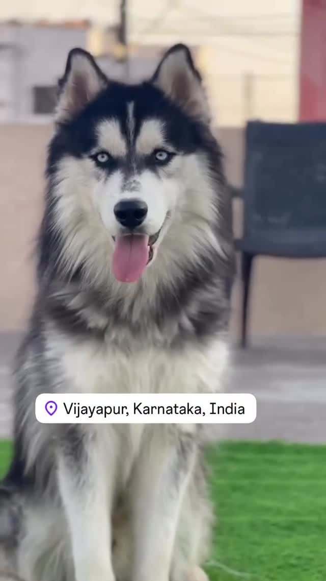 Siberian Husky Puppy | Copper & White Color, farm video