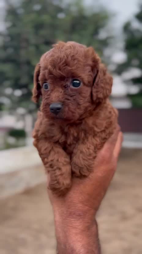 Standard Poodle Puppy, farm video