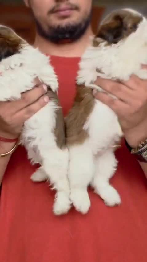 Shih Tzu | Black & White Color, farm video