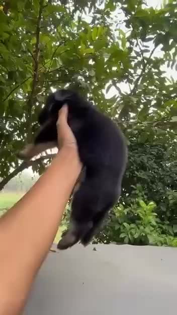 German Shepherd Puppy, farm video