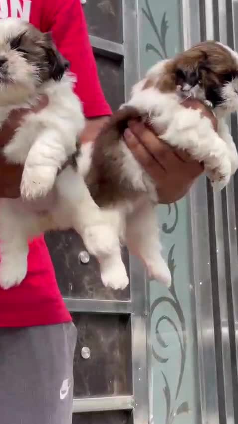 Shih Tzu Puppy Brown & White, farm video