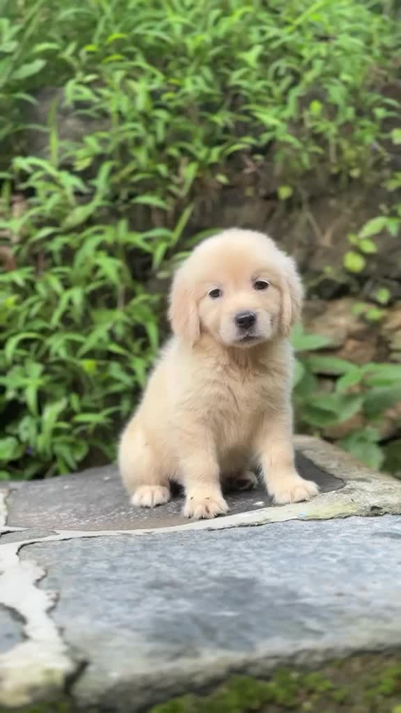 Golden Retriever, farm video