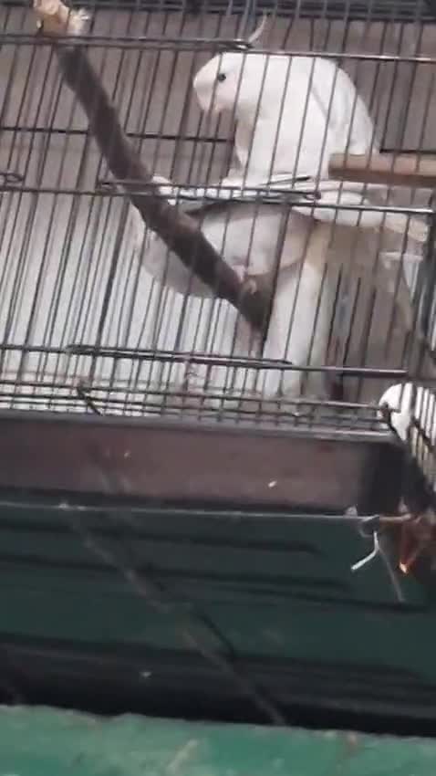 Cockatiel, farm video