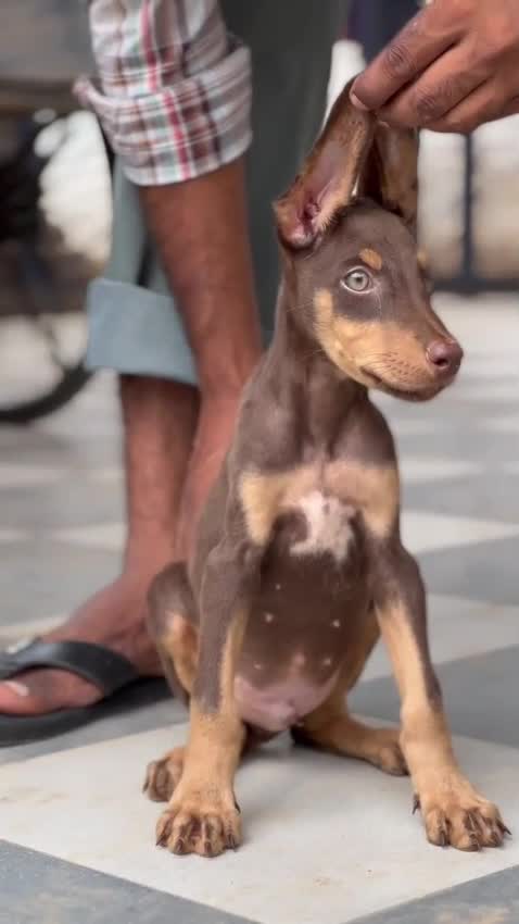 European Doberman Puppy, farm video