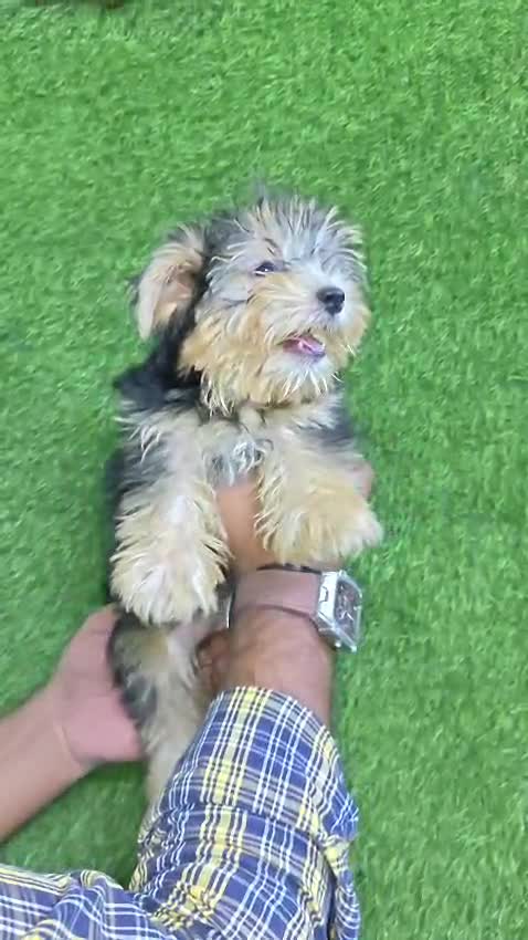 Pitbull Terrier Puppy, farm video