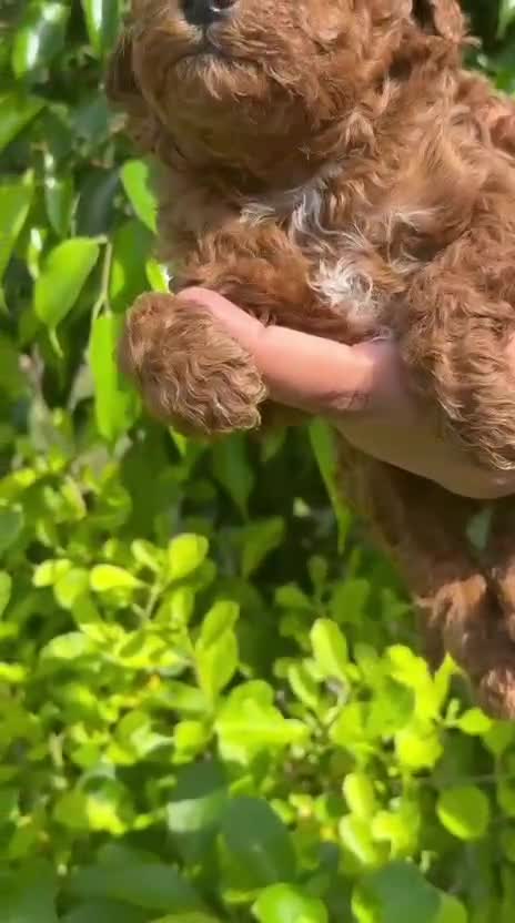 Toy Poodle Puppy, farm video