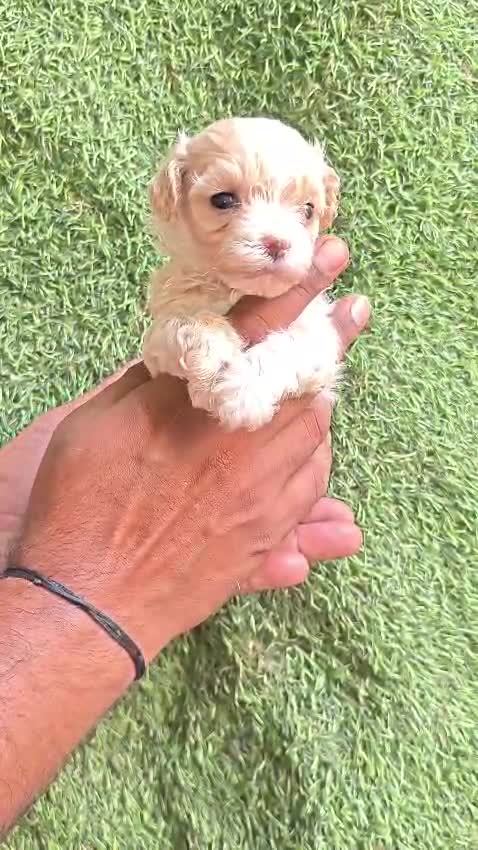 Maltipoo Puppy, farm video