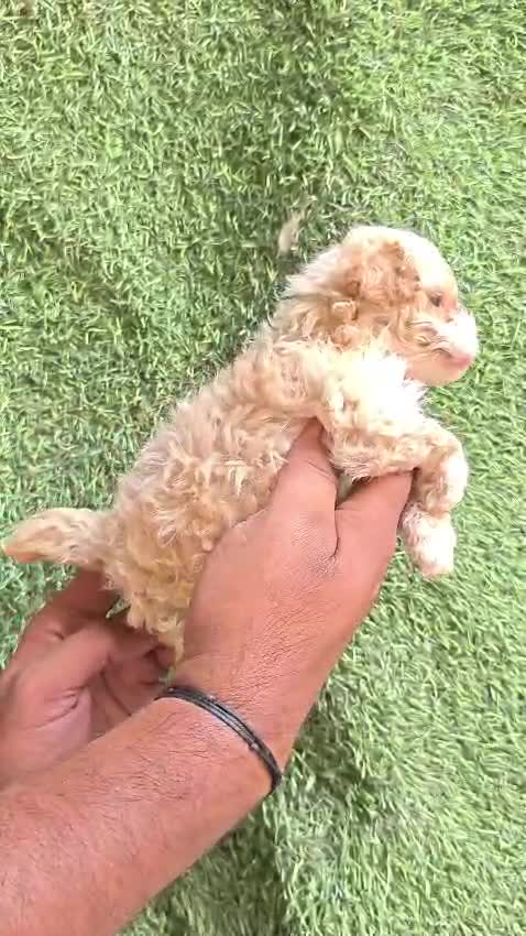 Maltipoo Puppy, farm video
