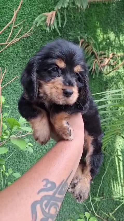 English Bull Dog Puppy, farm video
