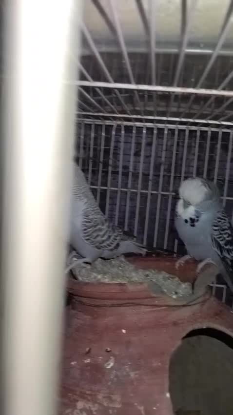 Budgies, farm video