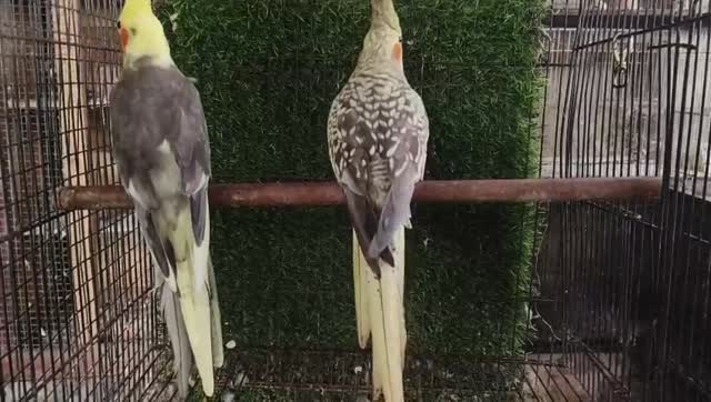 Cockatiel, farm video