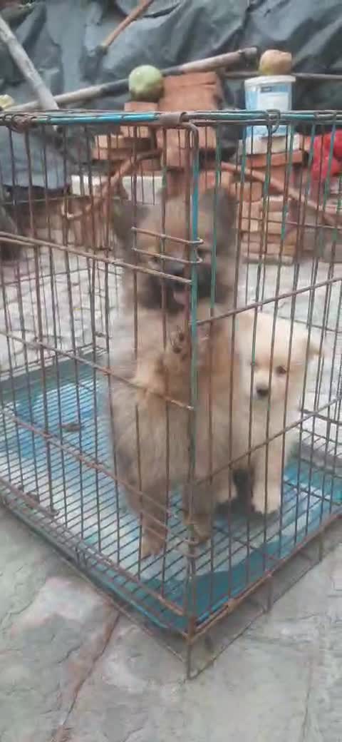 Culture Pom Puppy | White Color, farm video