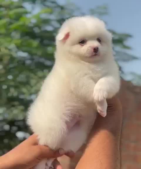 Culture Pom Puppy | White Color, farm video