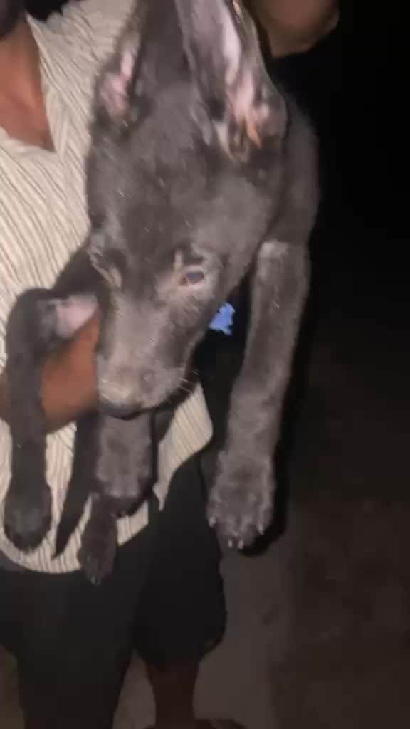 German Shepherd Puppy, farm video