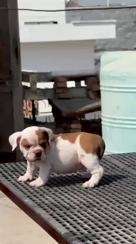 American Bully Pocket Size Puppy, farm video