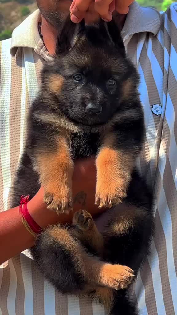 German Shepherd Puppy, farm video