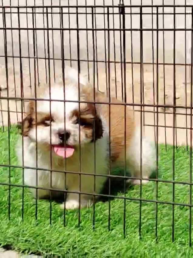 Shih Tzu | Black Color, farm video