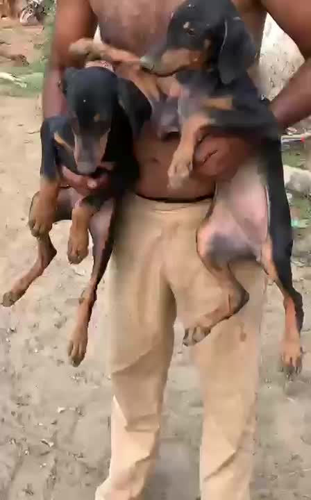 Doberman Pinscher Puppy, farm video