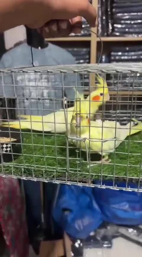 Cockatiel, farm video