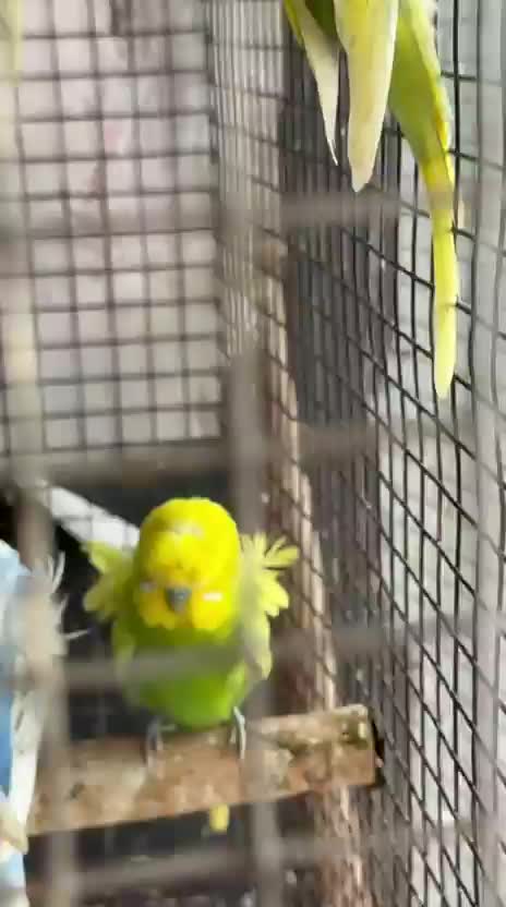 Helicopter Budgies, farm video