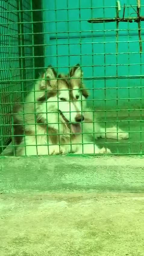 Siberian Husky Puppy | Black & White Color, farm video