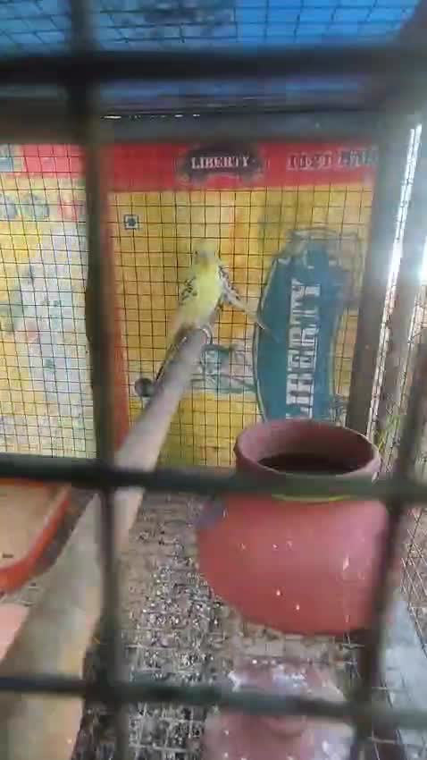 Budgies, farm video