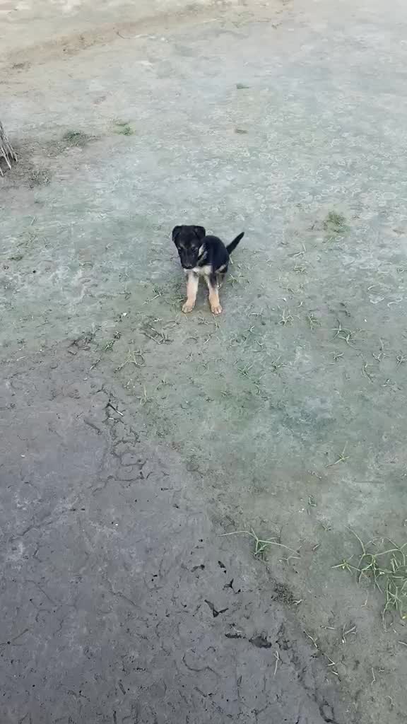 German Shepherd Puppy, farm video