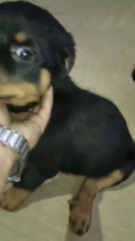 Rottweiler Puppy, farm video