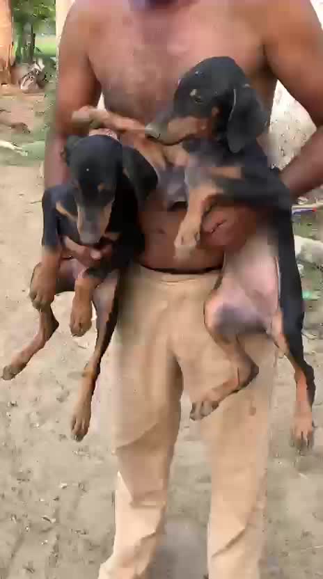 Doberman Pinscher Puppy, farm video
