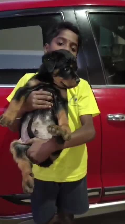 Rottweiler Puppy, farm video